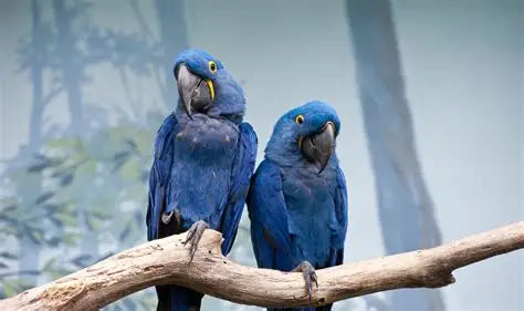Birds