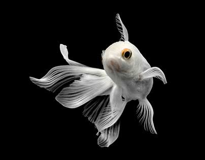Fish & Aquatics
